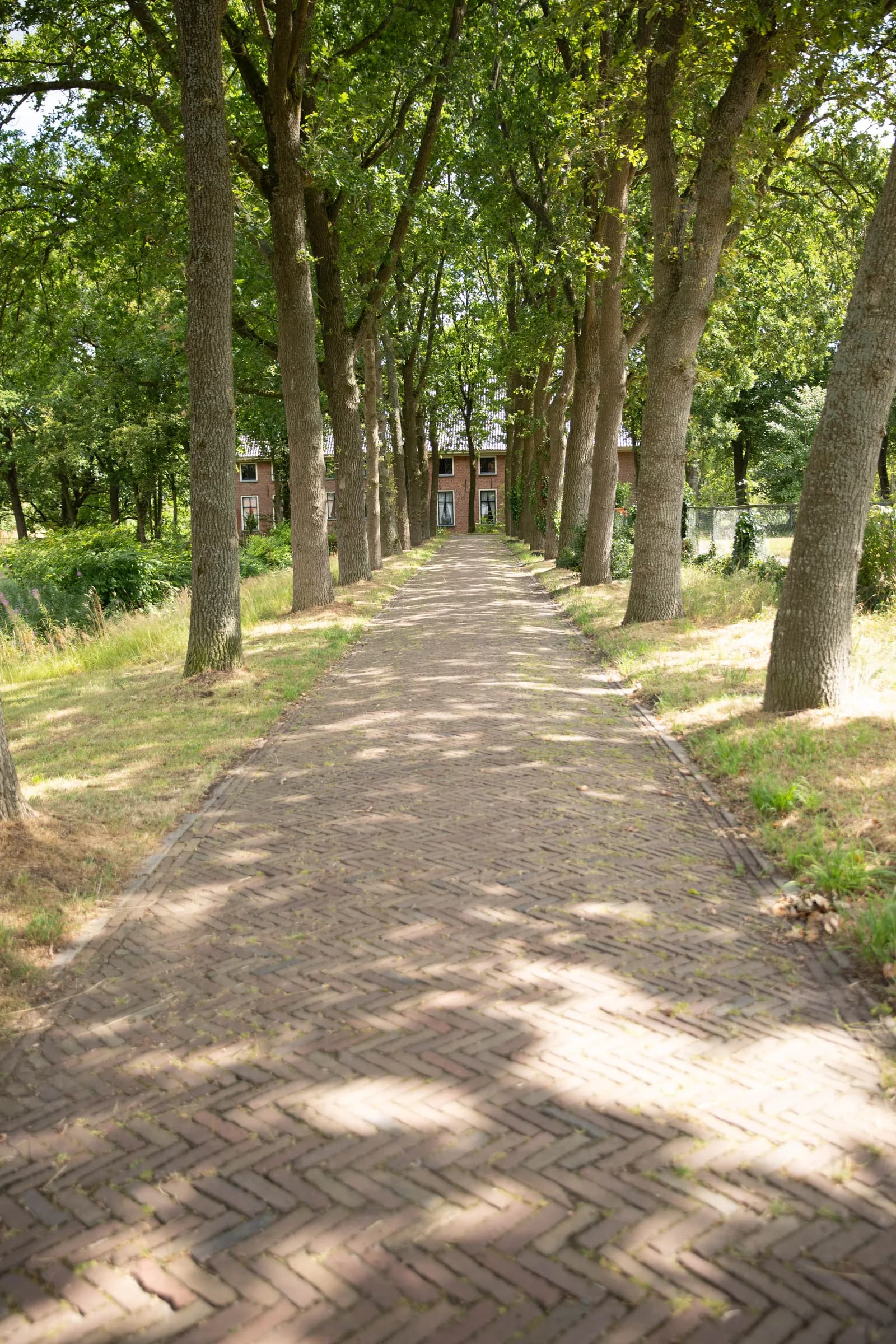 Lange eikenlaan met een klinkerpad dat uitkomt op een langgerekt bakstenen gebouw