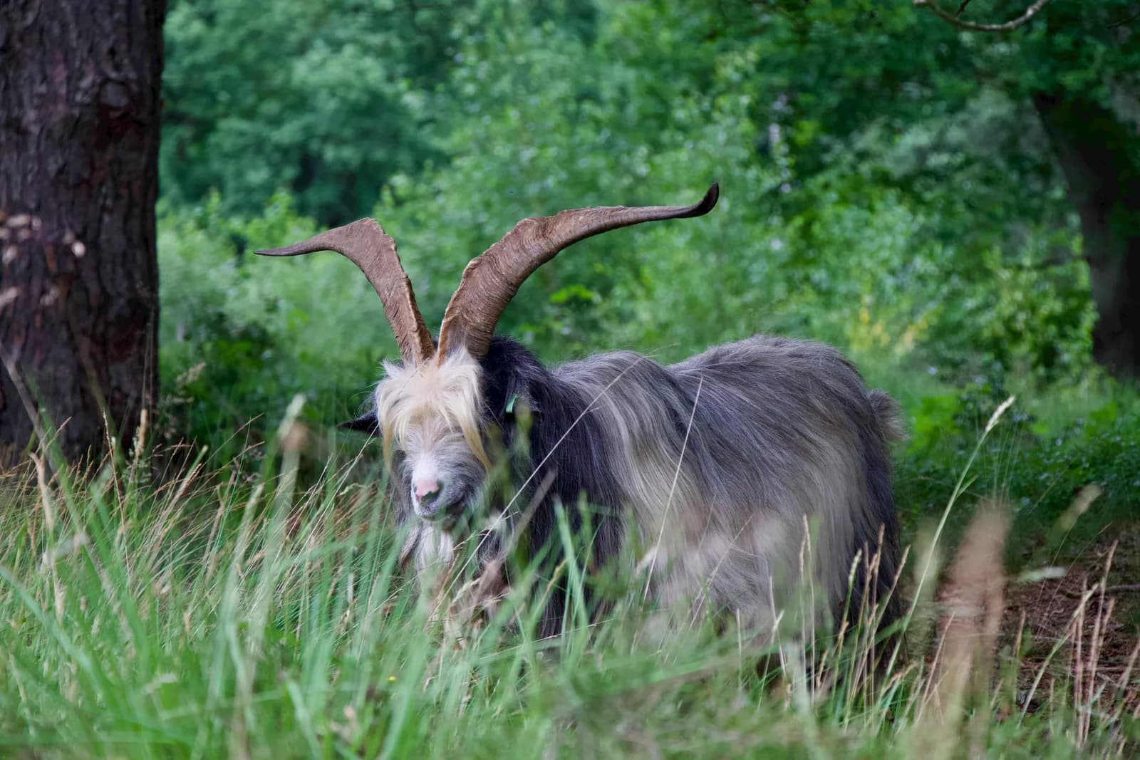 Landgeit bij een boomstam in het bos
