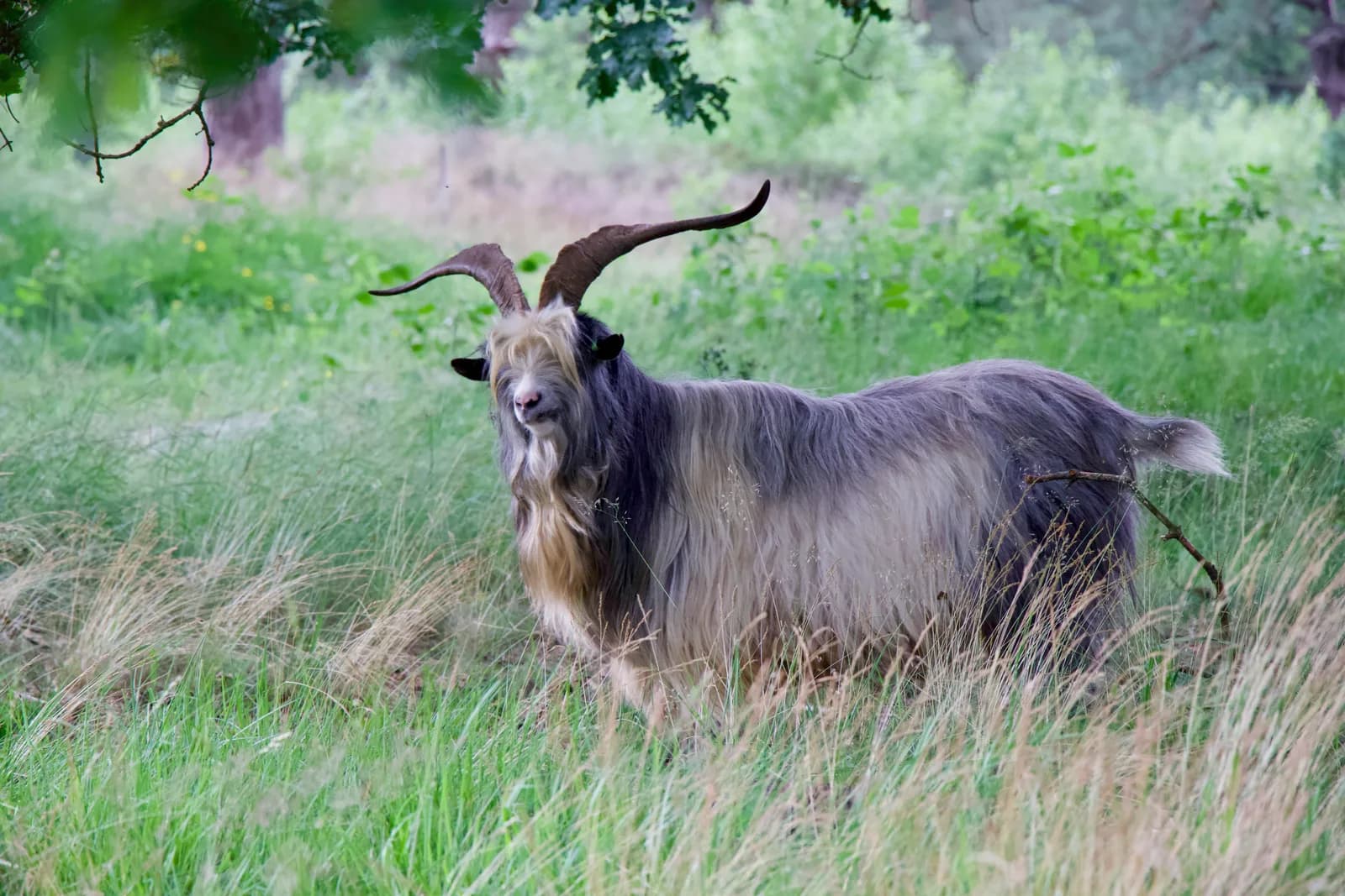 Landgeit in het gras aan de bosrand
