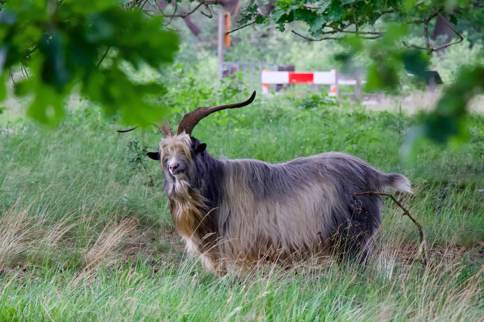 Langharige landgeit met gedraaide horens in hoog gras