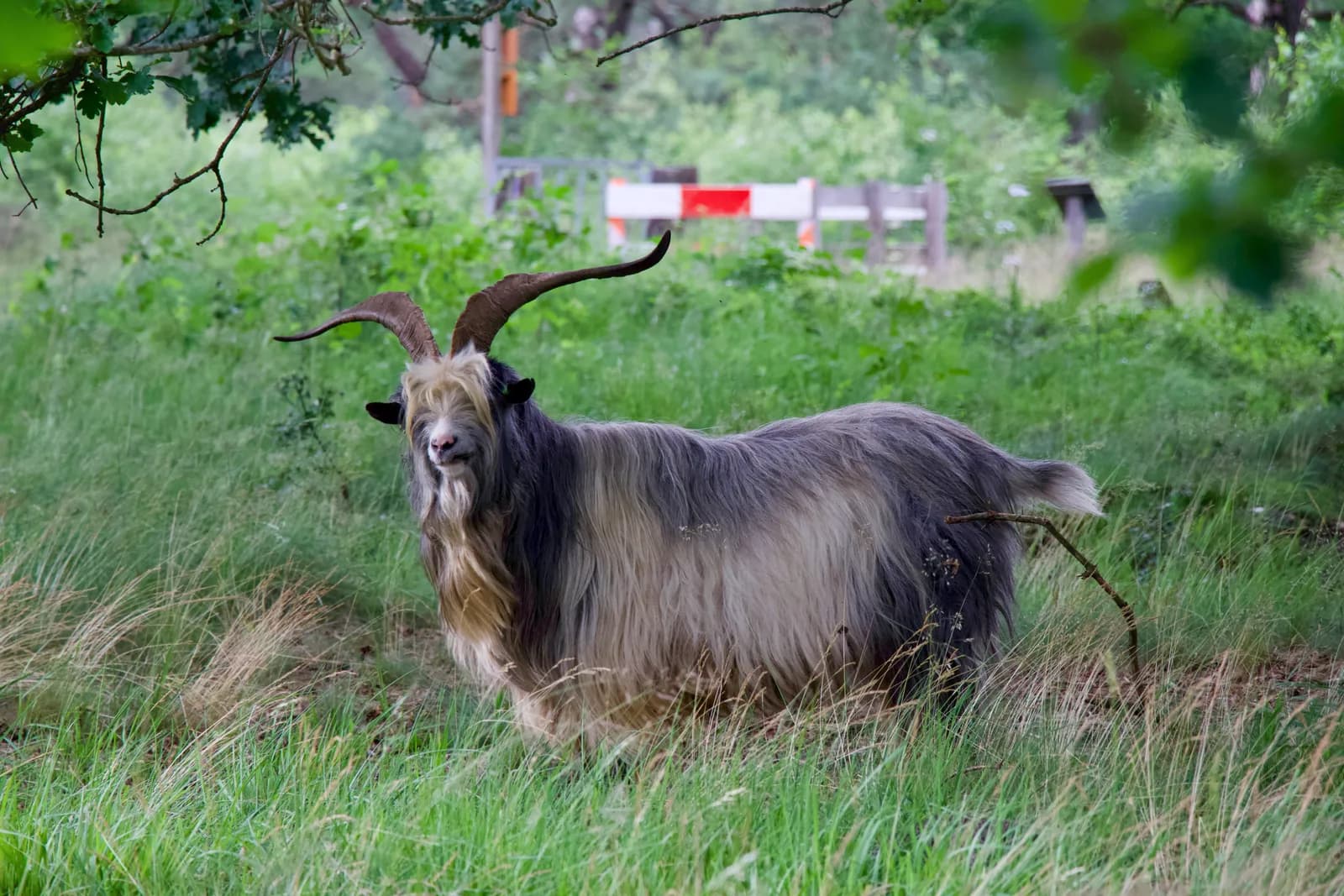 Landgeit met lange horens in het gras van het natuurgebied