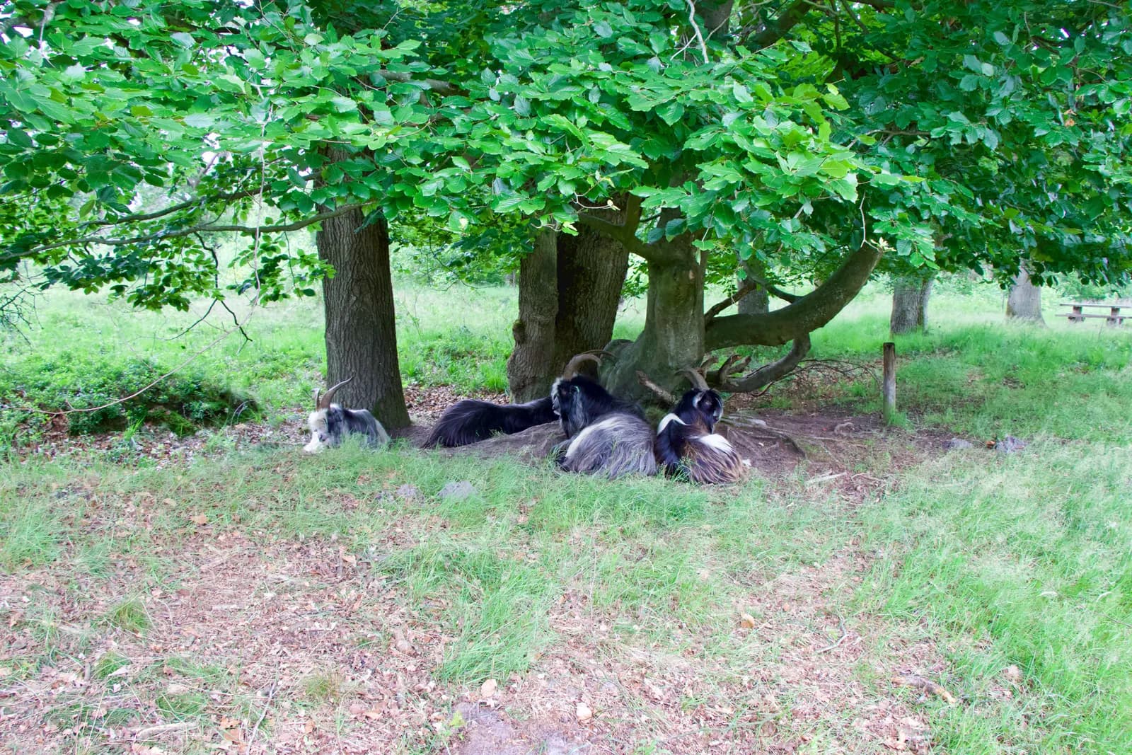 Groepje landgeiten rust in de schaduw onder de bomen