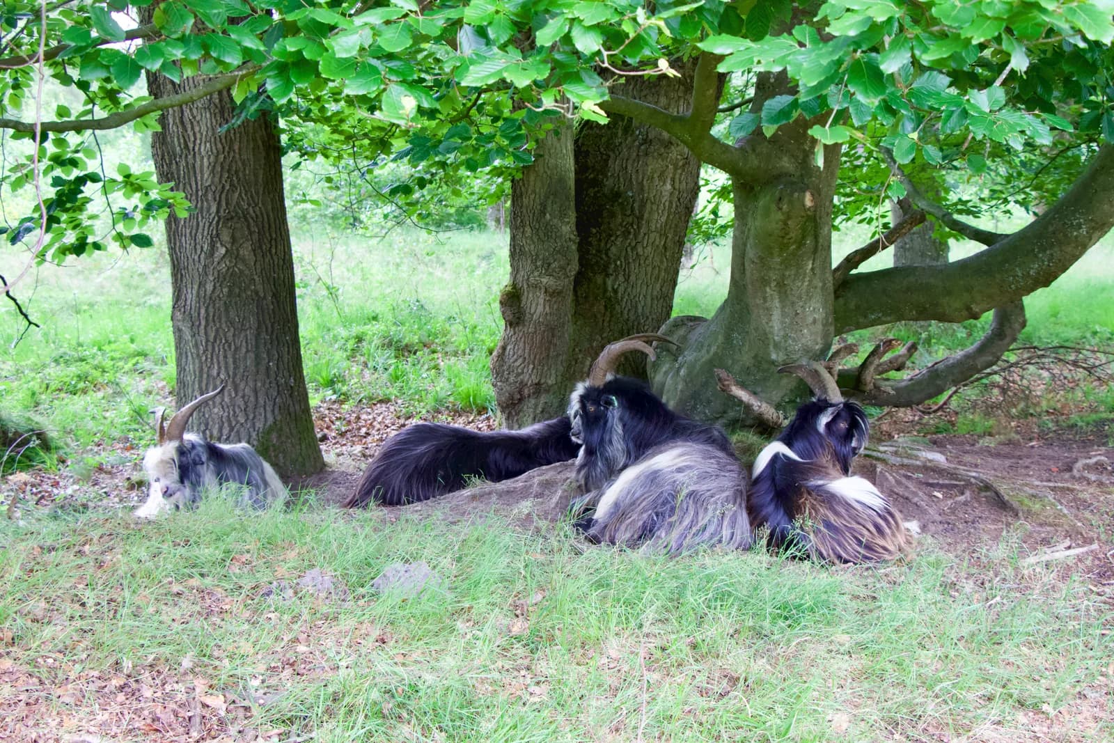 Landgeiten liggen in de schaduw onder oude bomen
