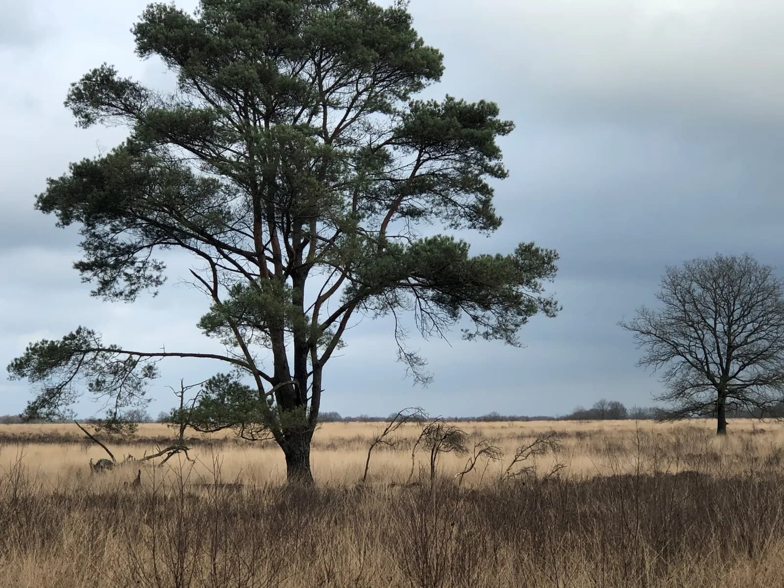 Solitaire grove den in een uitgestrekt heideveld onder een bewolkte lucht