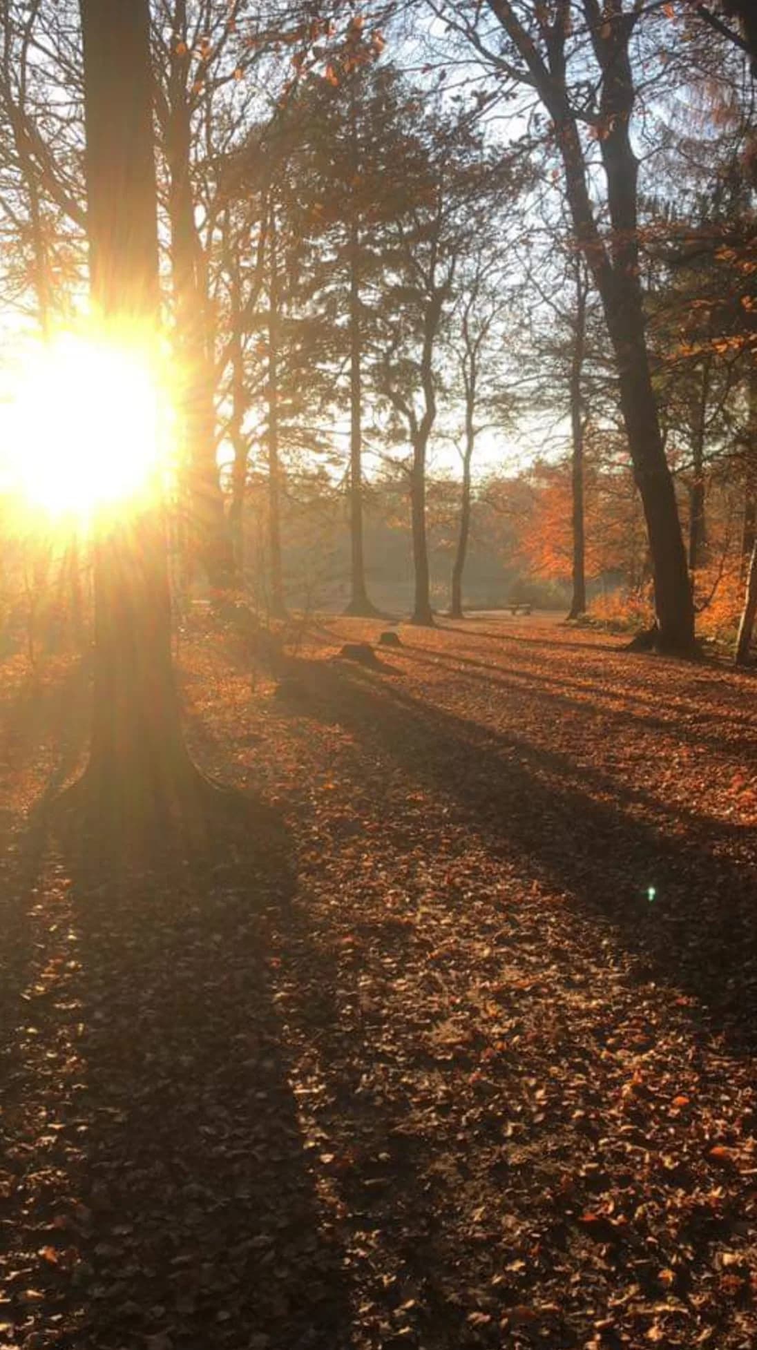 Herfstbos met lange schaduwen en gevallen bladeren in tegenlicht