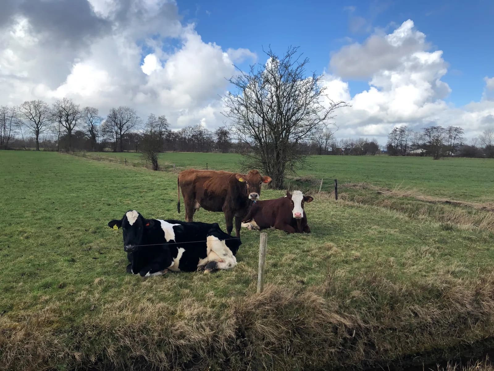 Koeien in een weiland in het open Drentse landschap