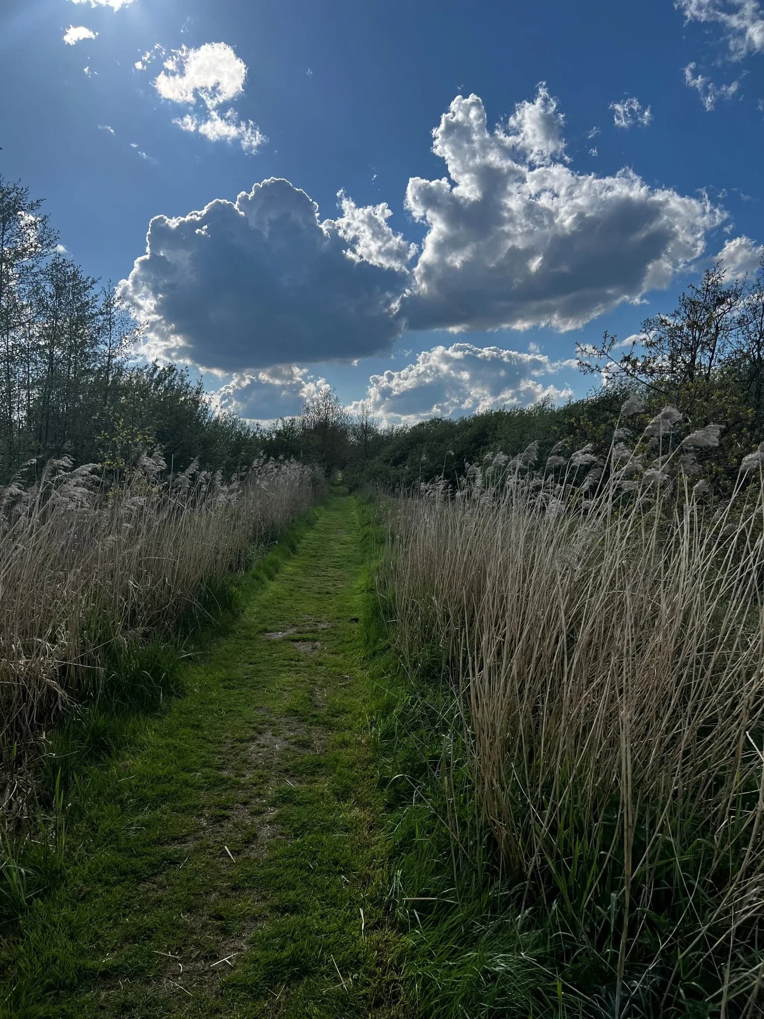 Smal graspad tussen hoog riet onder een lucht met stapelwolken