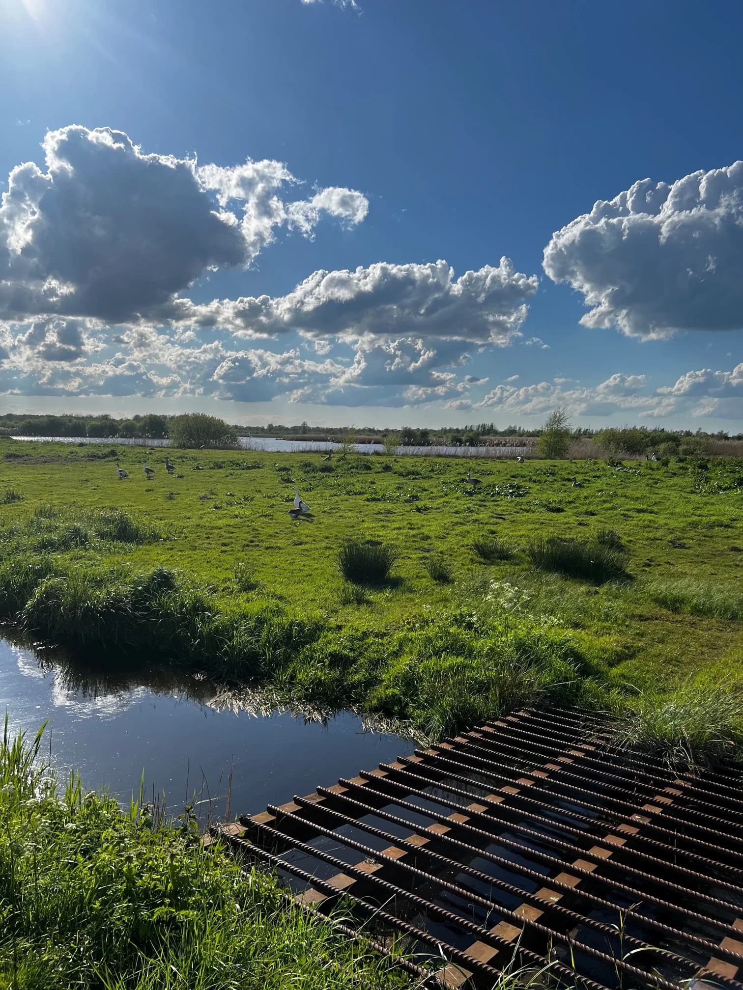 Vlonderpad langs een sloot met weidevogels in het gras bij het Leekstermeer