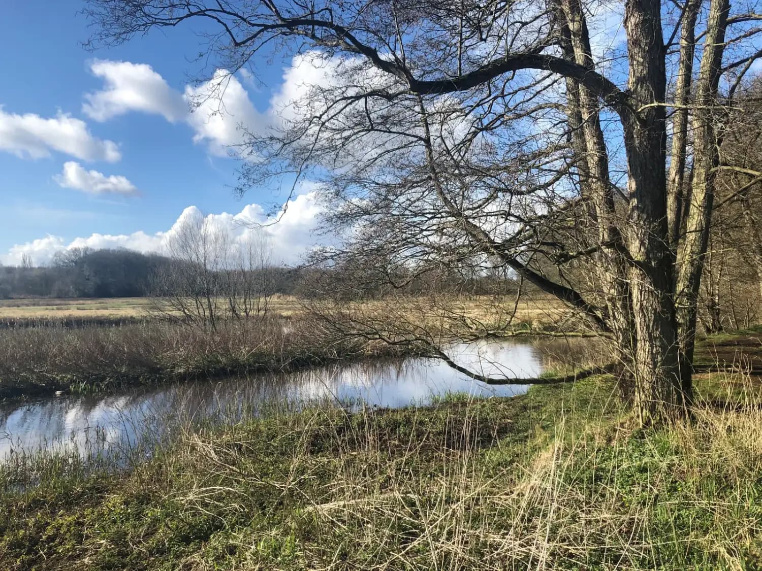 Beekje met een kale boom en riet onder een blauwe wolkenlucht
