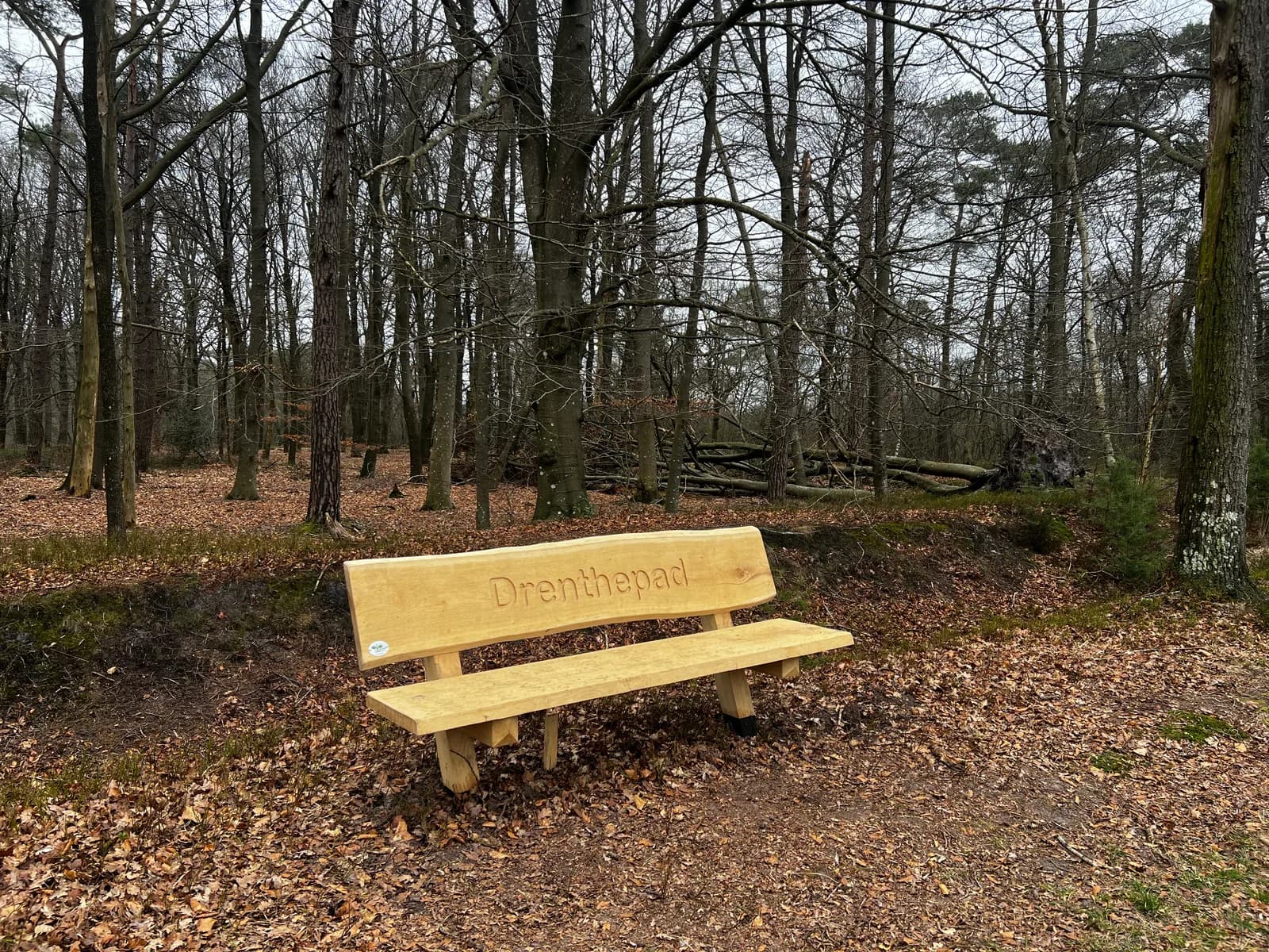 Houten bank met de tekst Drenthepad op een open plek in het winterse bos
