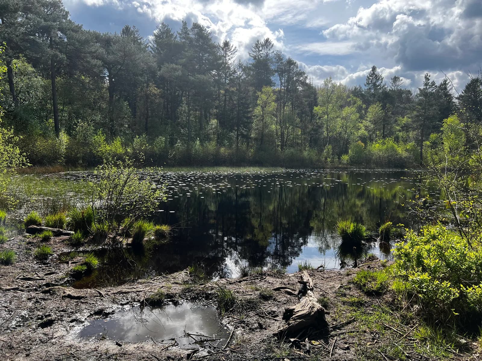 Bosven in het Mensingebos met waterlelies en dennen langs de oever