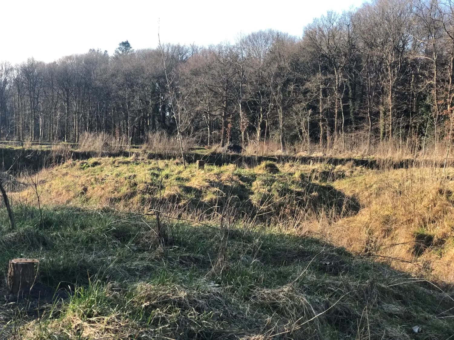 Ruig natuurgebied met gras en kale bomen in winterlicht