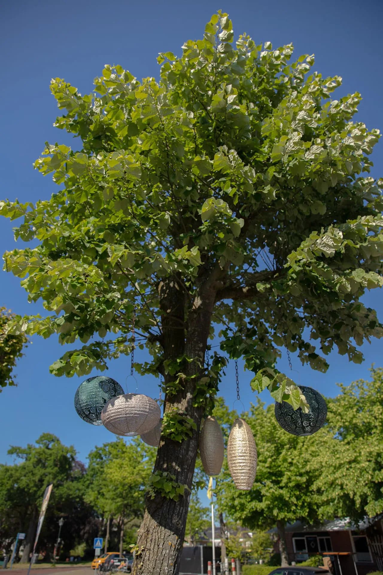 Boom met hangende lampionnen aan de Brink in Roden