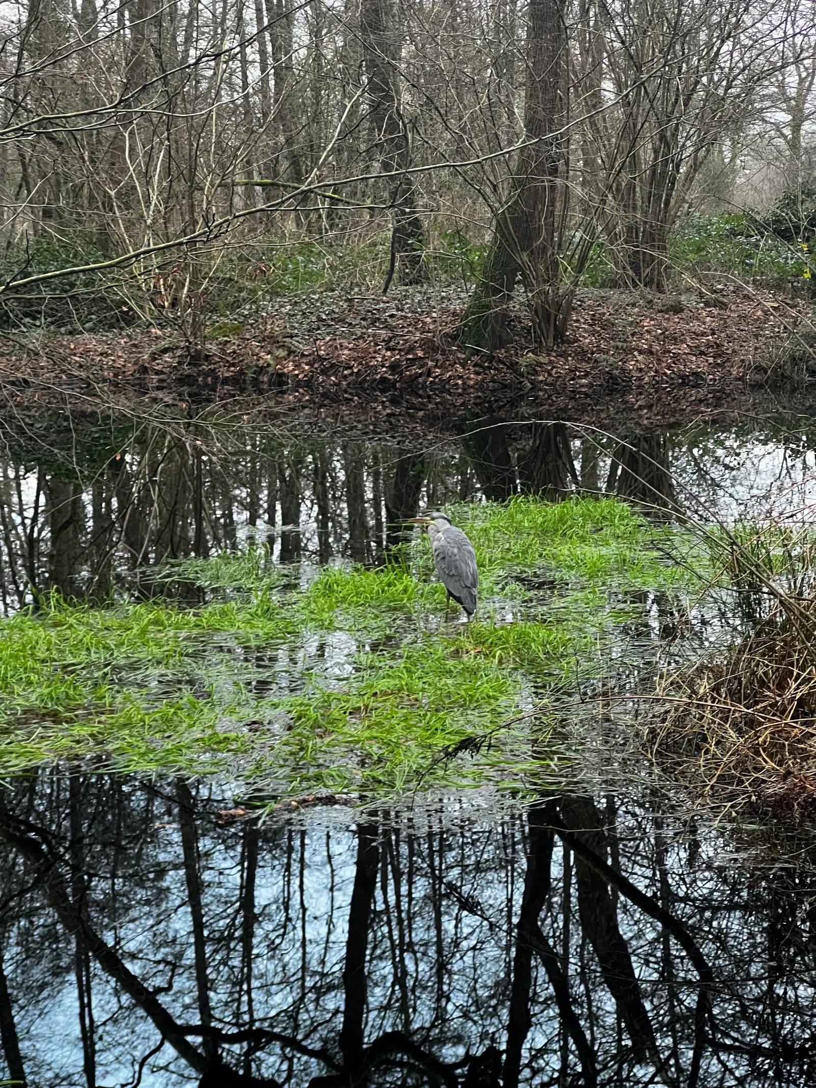 Blauwe reiger staat in het ondergelopen bos van het Sterrebos, met de kale bomen weerspiegeld in het water