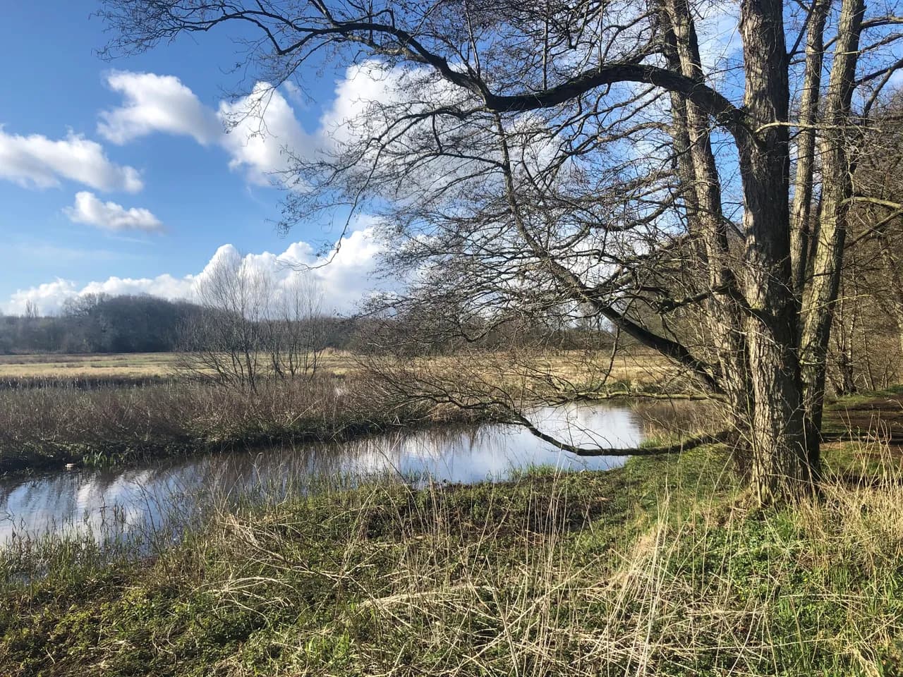 Beekje met een kale boom en riet onder een blauwe wolkenlucht