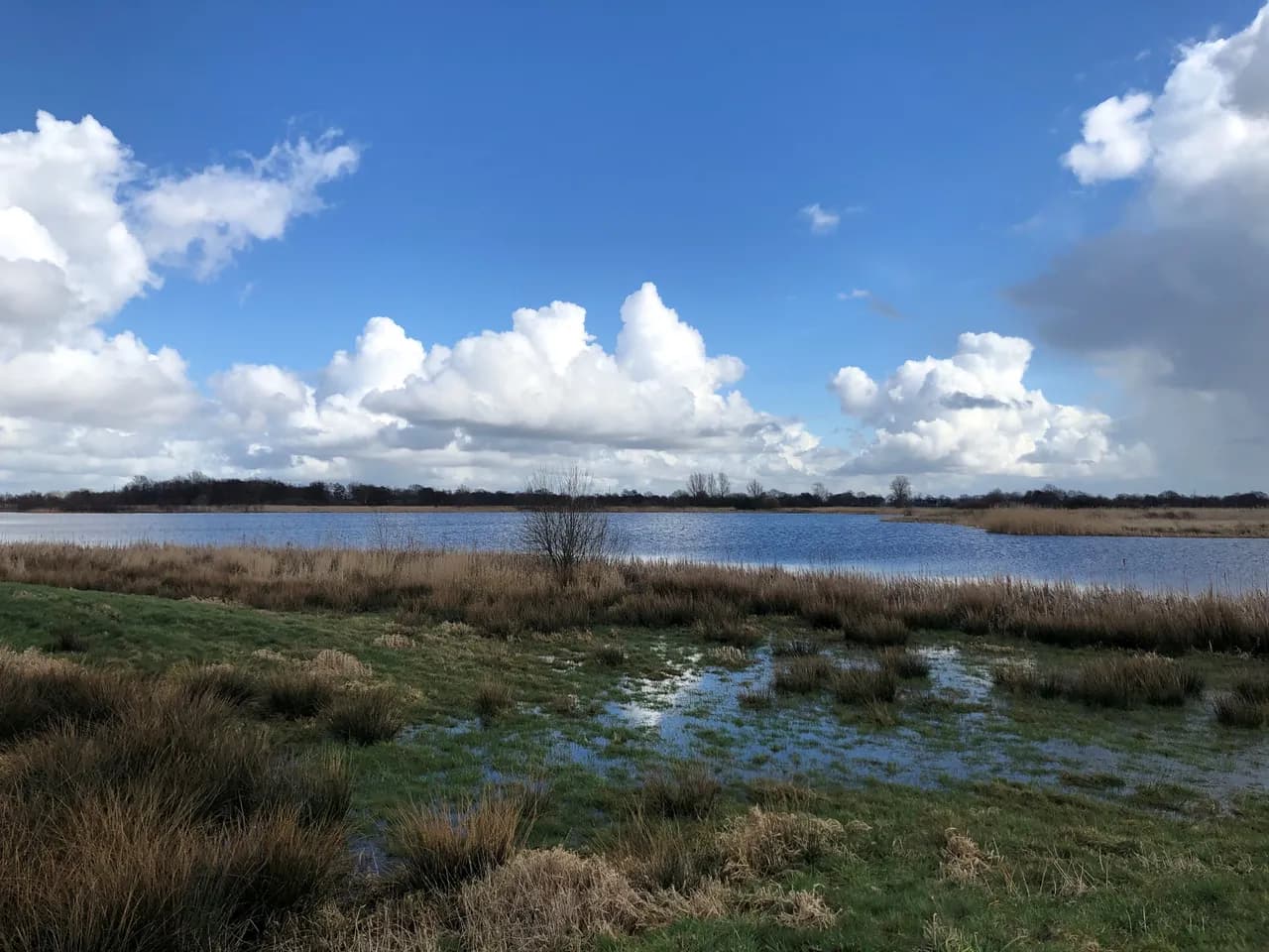 Weids watergebied met riet onder een brede wolkenlucht