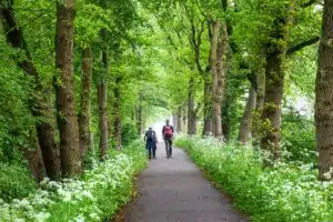 wandelen rondom Roden in het Mensingebos tijdens het Drenthepad